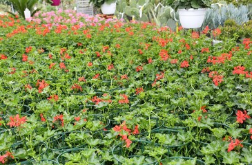 red geraniums on sale in the greenhouse in spring