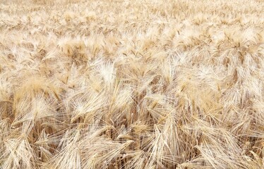 background of ripe wheat ears in the cultivated field