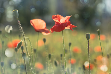 Wild red poppies on the meadow  with light spots. Floral background
