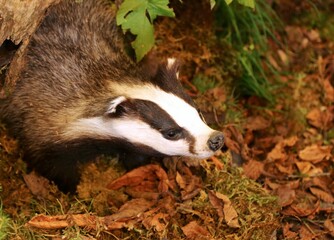 skunk or polecat in the woods in autumn