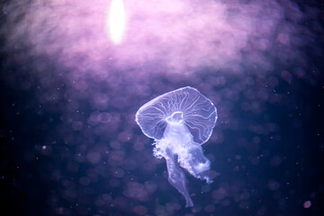 Obraz premium jellyfish