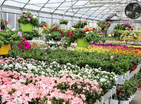 interior of a large greenhouse with sale of plants and flowers i
