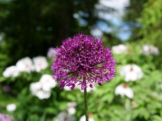Fototapeta premium Blume