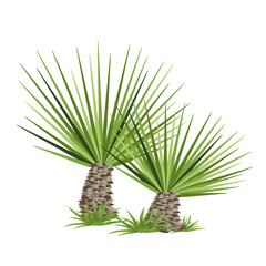 Naklejka na ściany i meble Tropical palm tree. Vector illustration
