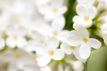 White flowers of lilac on nature