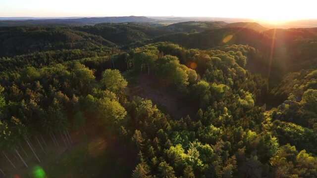 Aerial view above deep spruce forest in slow motion
