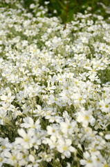 Summer field of white small flowers
