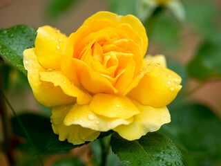 Yellow rose after the rain