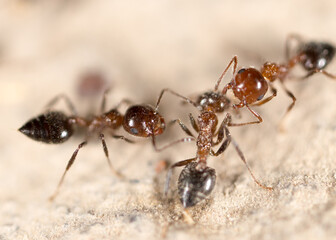 Ants on the ground