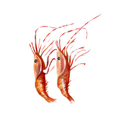 fresh shrimps illustration. Hand drawn watercolor on white background