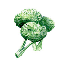 fresh cabbage illustration. Hand drawn watercolor on white background.