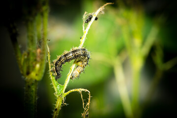 Caterpillar eating on a nettle