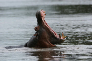 Fototapeta na wymiar Wild Hippo in African river water hippopotamus (Hippopotamus amphibius