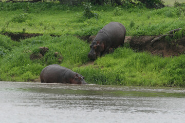 Wild Hippo in African river water hippopotamus (Hippopotamus amphibius