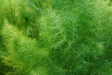 dill