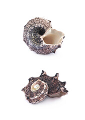 Sea shell isolated