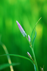 Pink flower in front of blue green field in background