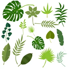 Fotobehang Tropische bladeren Tropische bladeren palm zomer exotische jungle groen blad vectorillustratie