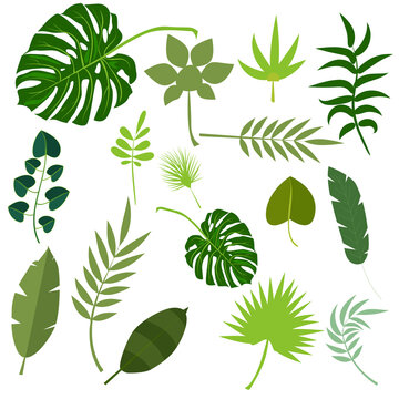 Tropical leaves palm summer exotic jungle green leaf vector illustration