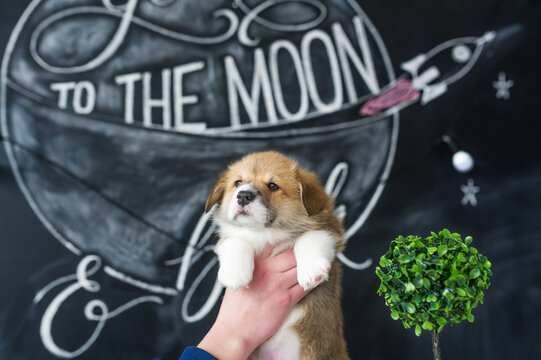 Puppy Corgi in hands on picture background
