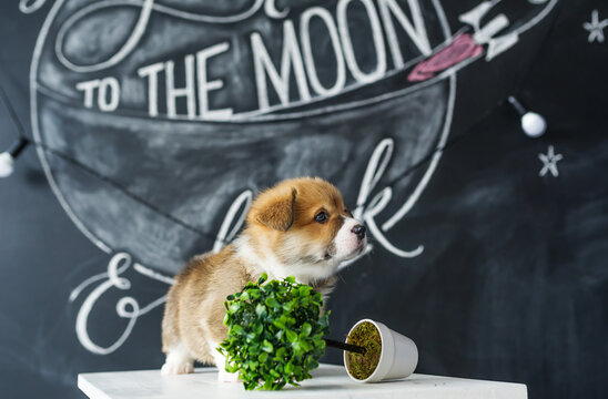 Cute puppy Corgi on picture background