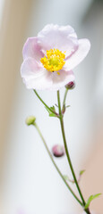 Fototapeta na wymiar Pale pink flower Japanese anemone, close-up