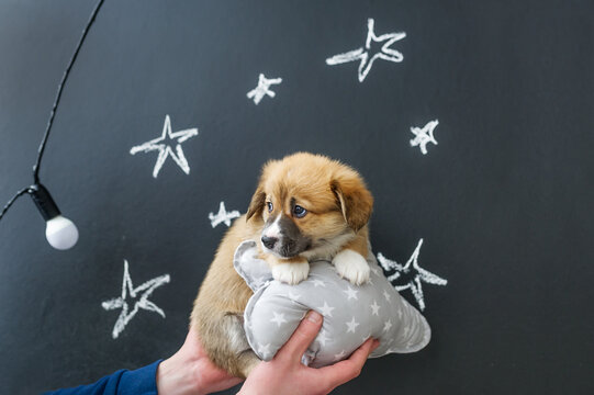 Puppy in hands on star picture background