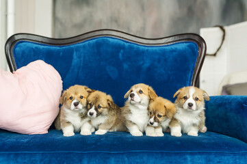 Group of five corgi puppies sandy color sitting at blue sofa and looking at camera