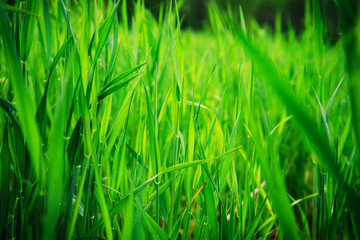 Fototapeta na wymiar Background of green grass.
