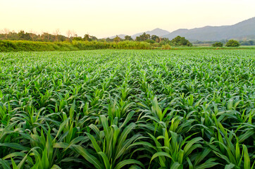 Fototapeta na wymiar Landscape and corn field with the sunset on the farm