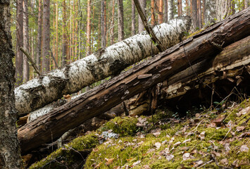 Rotten birch trunks in ridge forest