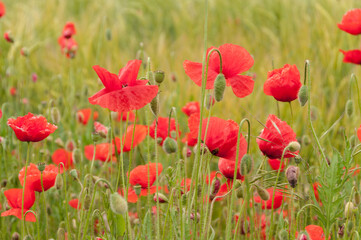 poppy flowers, buds and pods