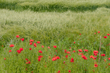 poppy flowers, buds and pods