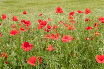 poppy flowers, buds and pods