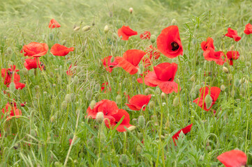 Fototapeta premium poppy flowers, buds and pods