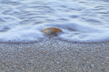 Sea shell in beach