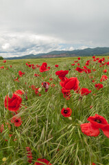poppy flowers, buds and pods
