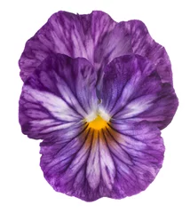 Foto op Canvas pansy flower isolated © _Vilor