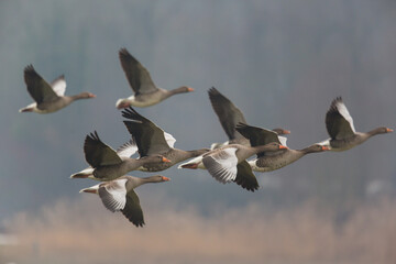 several gray geese (anser anser) flying with weed and trees in background