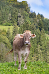 Fototapeta na wymiar brown cow standing in natural meadow with trees