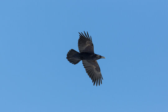 portrait of northern raven (Corvus corax) in flight