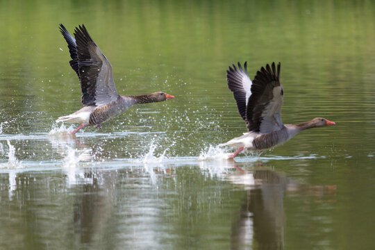 Two graylag geese (anser anser) running on the water surface