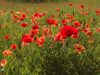 Field of poppies with warm morning sun using as natural background