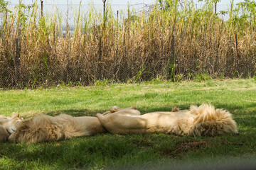 Löwen im Safaripark
