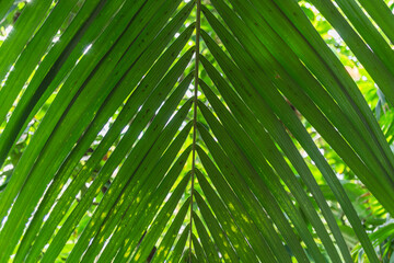 Die Palmwedel einer Howea Forsteriana, Kentia