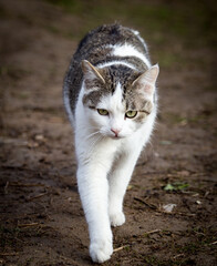 Cat walks on nature in the spring