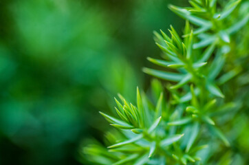green needle leaves of the pine tree with a beautiful bokeh