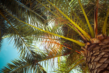 Palm trees leaves against the sky