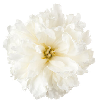 Fototapeta peony flower isolated