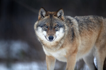 Close up horizontal portrait of Eurasian wolf, Canis lupus in winter, staring directly at camera against blurred forest in background. East Europe. 